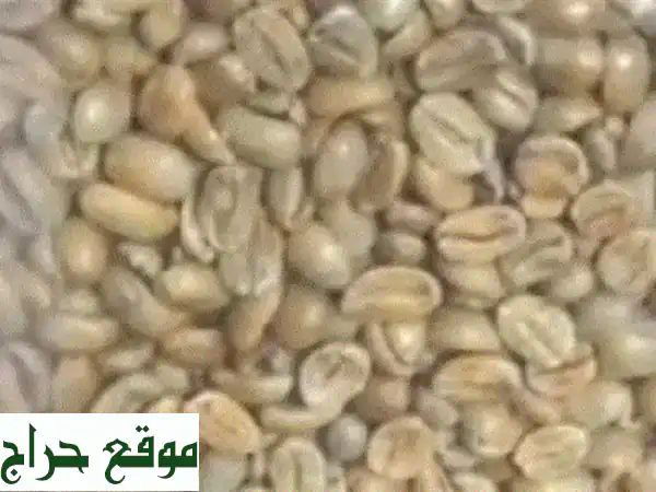 مسك القهوة: الأقوى عالميًا في عالم البن الفاخر |...
