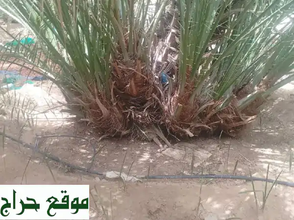 فرصة ذهبية: فسايل وجثايث بياض نجران 