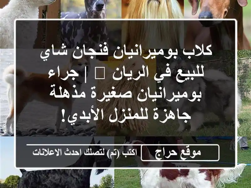 كلاب بوميرانيان فنجان شاي للبيع في الريان 🐾 |...