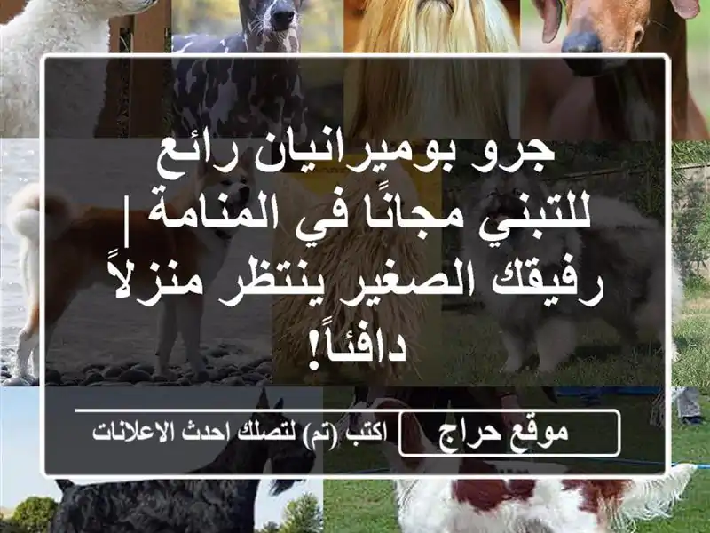 جرو بوميرانيان رائع للتبني مجانًا في المنامة |...