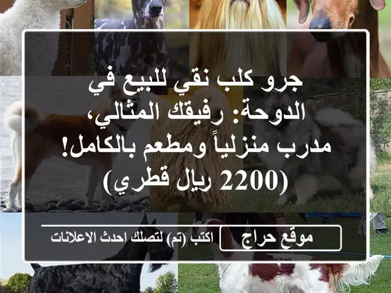 جرو كلب نقي للبيع في الدوحة: رفيقك المثالي،...