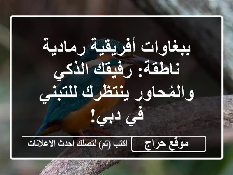 ببغاوات أفريقية رمادية ناطقة: رفيقك الذكي...