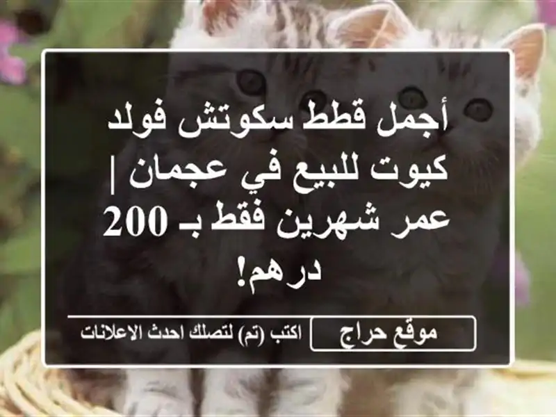 أجمل قطط سكوتش فولد كيوت للبيع في عجمان | عمر شهرين...