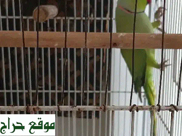 فرصة ذهبية! زوج حمام منتج (3 سنوات) للبيع في سوق السيب - 45 ريال عماني!