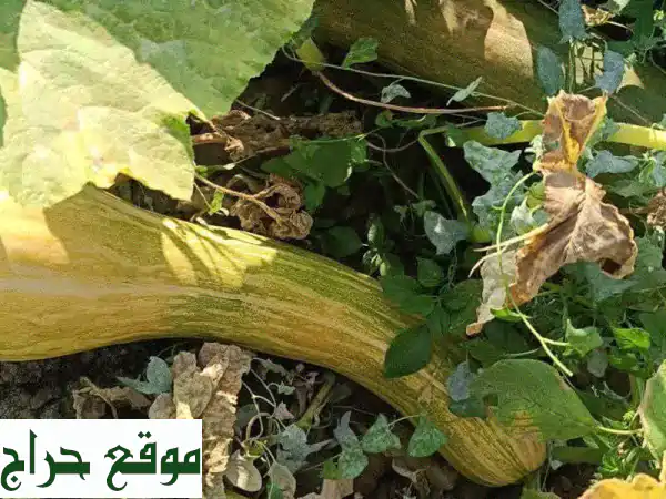 يقطين جزائري طبيعي 100% للتصدير: جودة عضوية لا مثيل لها | صحة وطعم أصيل