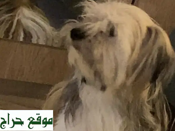 كلبة مالتيزر رائعة للبيع: رفيقة الأحلام تنتظرك!...