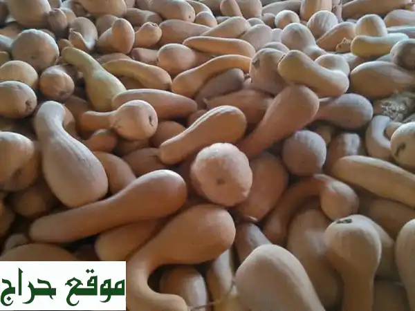 يقطين جزائري طبيعي 100% للتصدير: جودة عضوية لا مثيل لها...