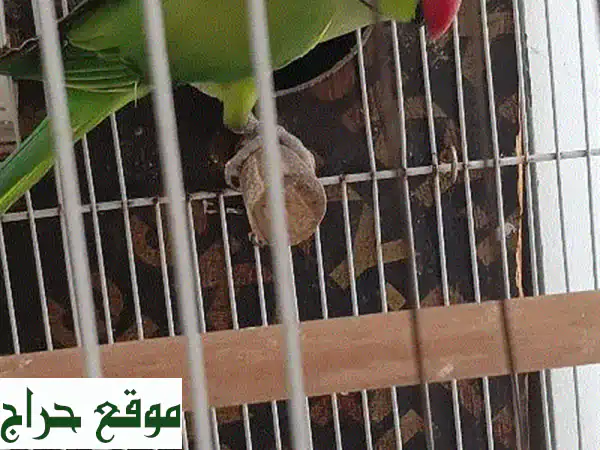 فرصة ذهبية! زوج حمام منتج (3 سنوات) للبيع في سوق السيب -...