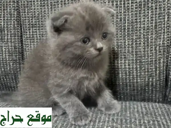 قط سكوتش فولد بريتش شورت هير ذكر ساحر! رفيقك...