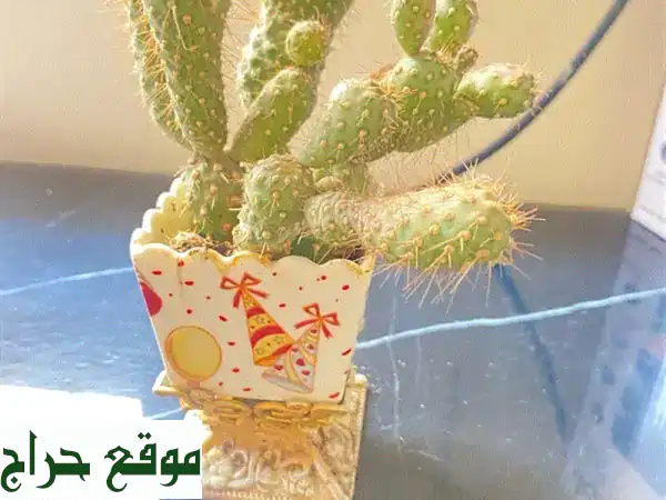 صبارات جميلة - نباتات منزلية فريدة تُضفي سحراً على منزلك!