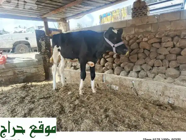 عكار القببات: بزرة حليب كيري ألماني - جودة استثنائية...