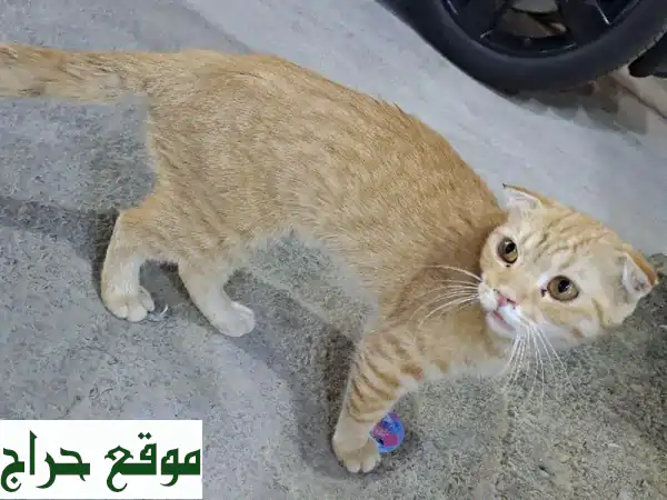 قطة منزلية رقيقة تبحث عن بيت دافئ ❤️