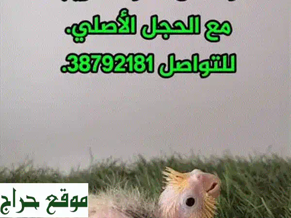 كوكتيل بايد بيور أصلي: تجربة فريدة مع طيورنا الرائعة!