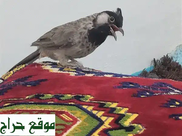 بلبل كشميري بحريني: أغاني طيور ساحرة تُنير حياتك!