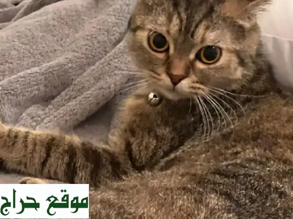 سكوتش استريت أنثى تبحث عن بيت دافئ ❤️ تبني مجاني!