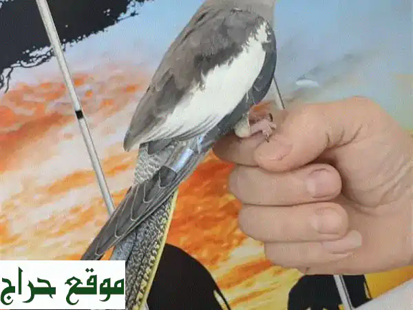 كروان سوبر مدرب - رفيقك الجديد اللطيف!