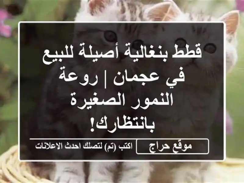 قطط بنغالية أصيلة للبيع في عجمان | روعة النمور...