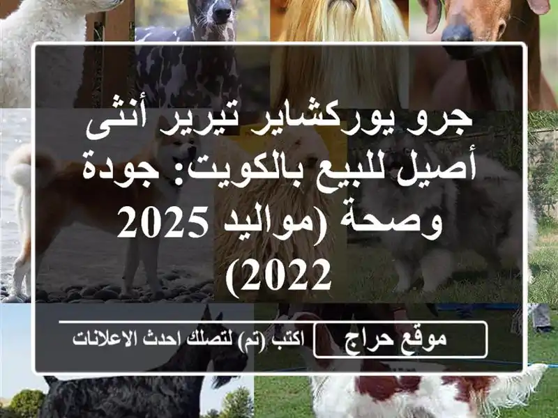 جرو يوركشاير تيرير أنثى أصيل للبيع بالكويت: جودة...
