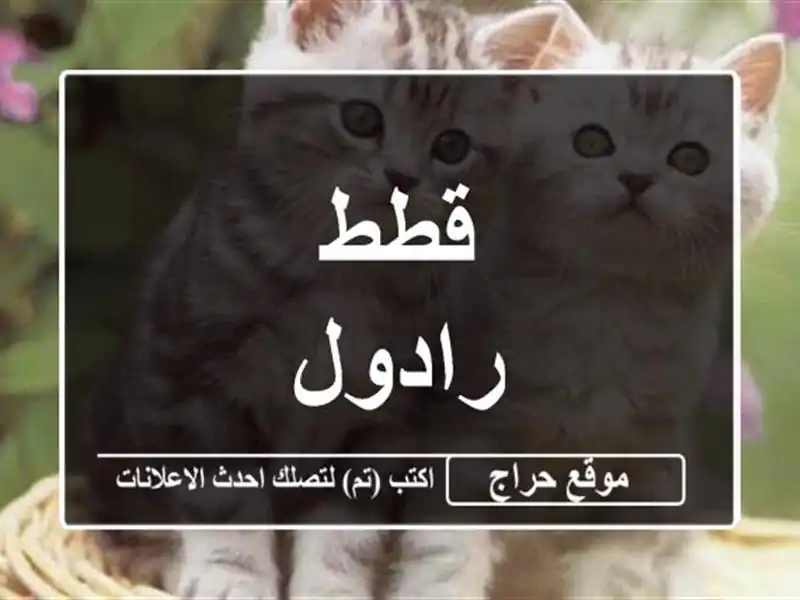قطط رادول