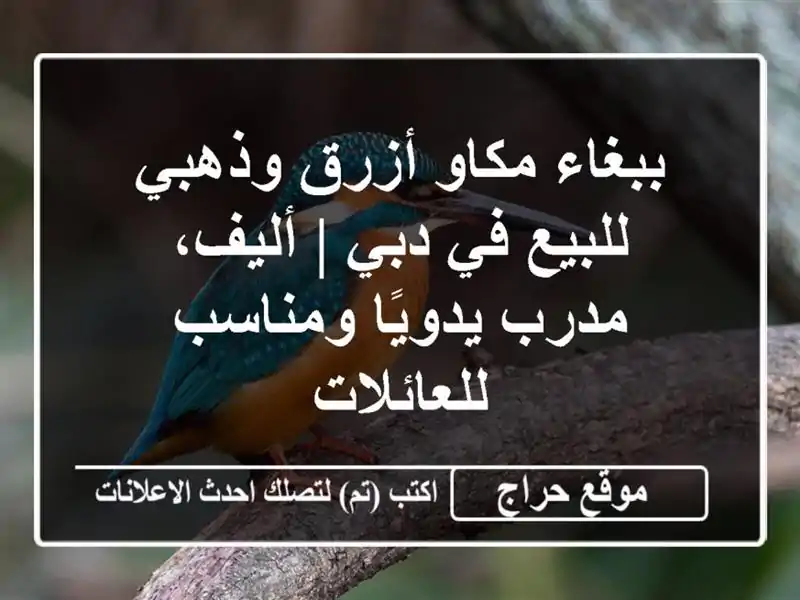 ببغاء مكاو أزرق وذهبي للبيع في دبي | أليف، مدرب...
