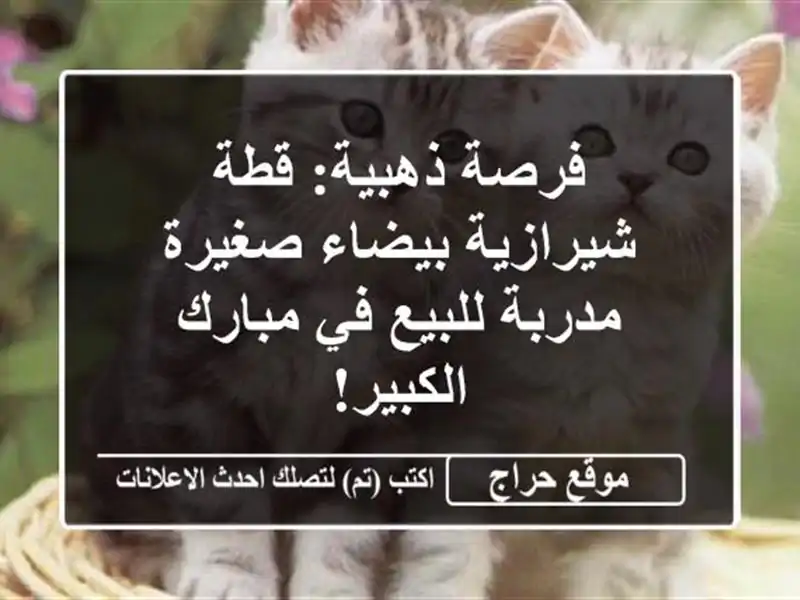 فرصة ذهبية: قطة شيرازية بيضاء صغيرة مدربة للبيع...