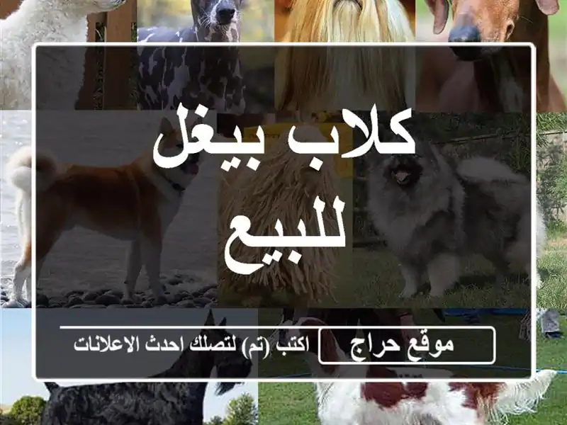 كلاب بيغل للبيع