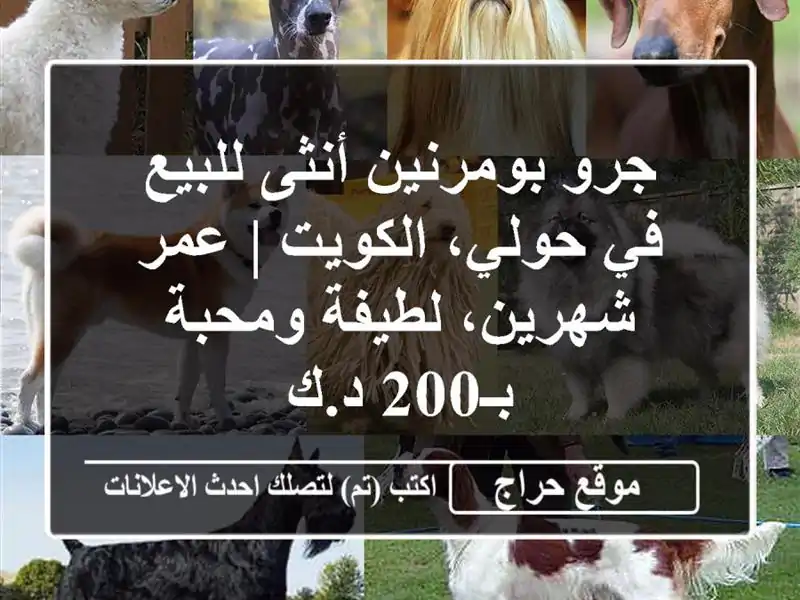 جرو بومرنين أنثى للبيع في حولي، الكويت | عمر...