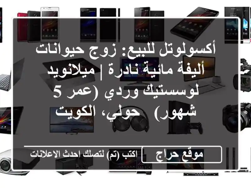 أكسولوتل للبيع: زوج حيوانات أليفة مائية نادرة...