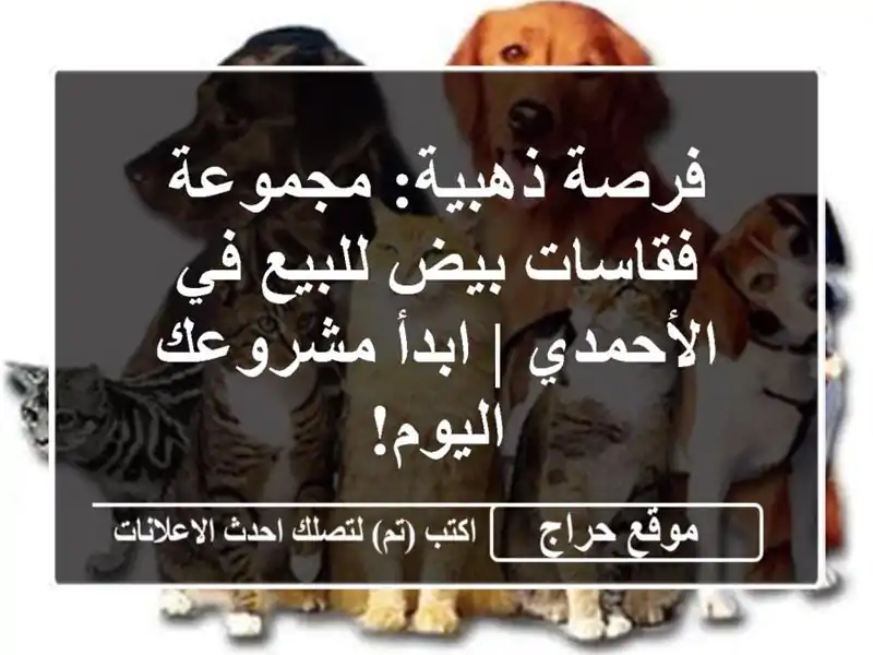 فرصة ذهبية: مجموعة فقاسات بيض للبيع في الأحمدي |...