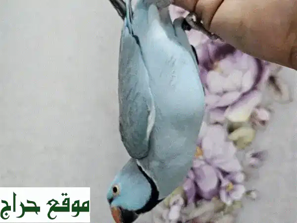 ببغاء درة أزرق أليف ومتكلم: رفيقك المرح الذي يرقص ويحب الجلوس على كتفك! (ذكر 3 سنوات)