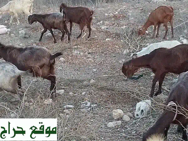 معزا رفع للبيع في حاريص قضاء بنت جبيل: أجود الأنواع (شامي، عجمي، فرنسي، بندوق، قبرصي) | فرصة لا تفوّت!
