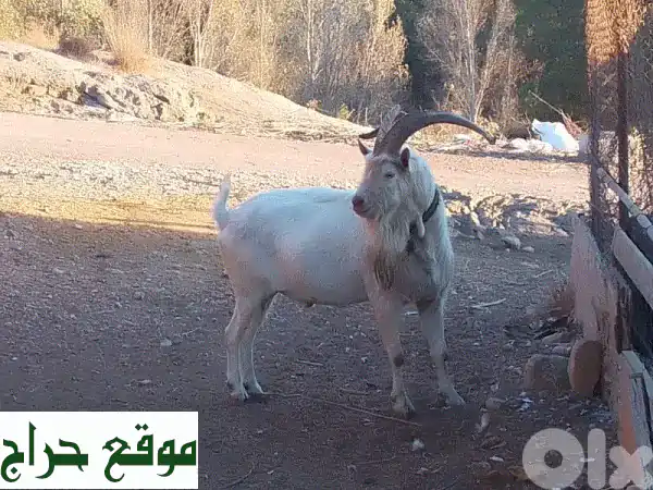 فرصة ذهبية: فحل سويسري أصيل للبيع في جزين (عمر...
