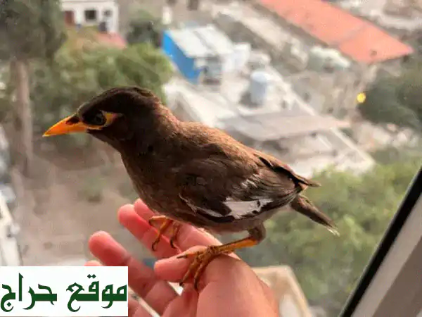 رفيقان استثنائيان: طيري مينا أليفين ومروضين (تربية منزلية 100%)