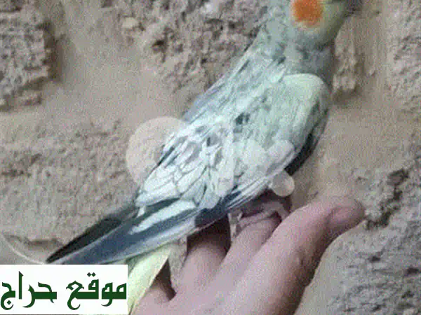 كروان ايزابيل أليف لا يعض ومرح! 🦜 بـ 30$ فقط في طرابلس دير عمار - رفيقك المثالي ينتظرك!