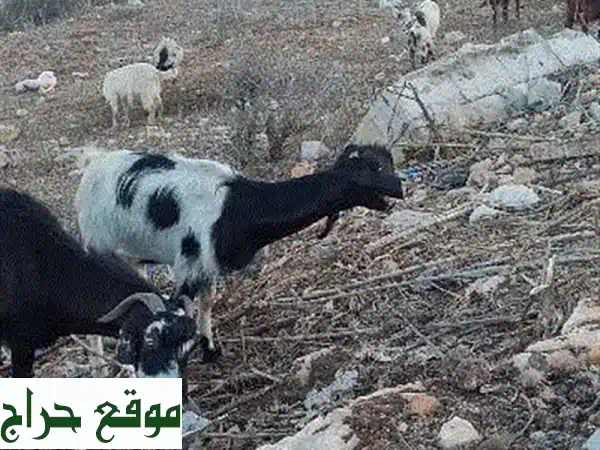 معزا رفع للبيع في حاريص قضاء بنت جبيل: أجود...