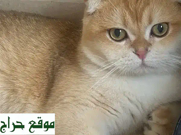 قط سكوتش فولد ذكر بيور للبيع 💎 مستوى عالٍ جداً ونادر | مسجل WCF