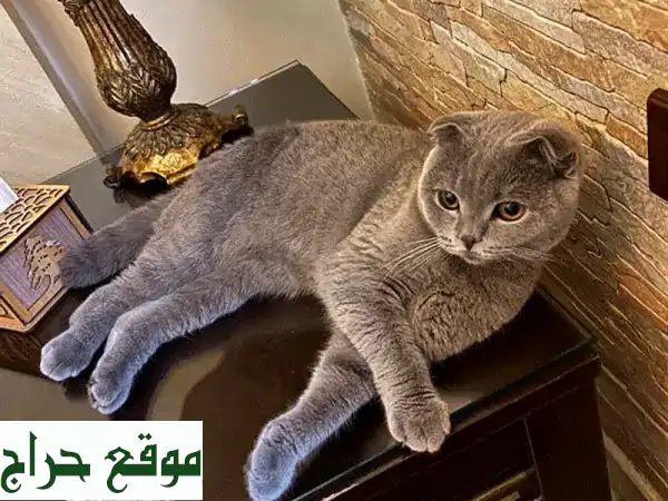 تزاوج فاخر: فحل سكوتش فولد أصيل وساحر لقطتك البريتيش...