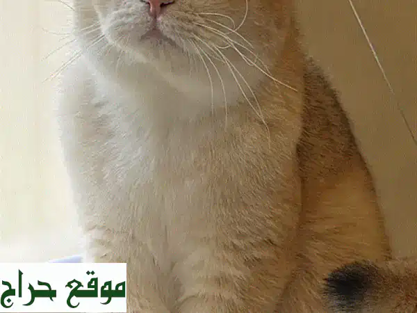 قط سكوتش فولد ذكر بيور للبيع 💎 مستوى عالٍ جداً ونادر...