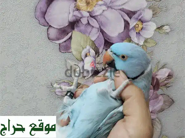 ببغاء درة أزرق أليف ومتكلم: رفيقك المرح الذي يرقص...