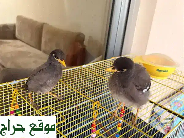 رفيقان استثنائيان: طيري مينا أليفين ومروضين...