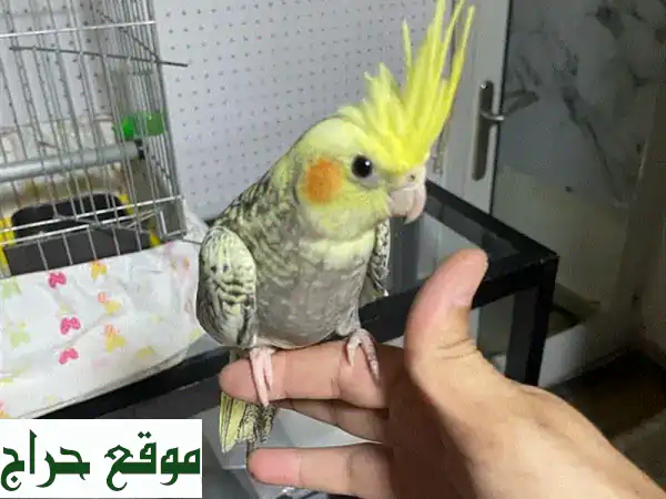 كروان ايزابيل أليف لا يعض ومرح! 🦜 بـ 30$ فقط في...