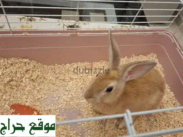 نقل عمال من البحرين للسعودية: تعبئة، تحميل، شحن آمن وسريع | اتصل 33200685