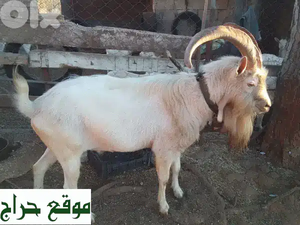 فرصة ذهبية: فحل سويسري أصيل للبيع في جزين (عمر سنتين، أداء وإنتاجية فائقة)