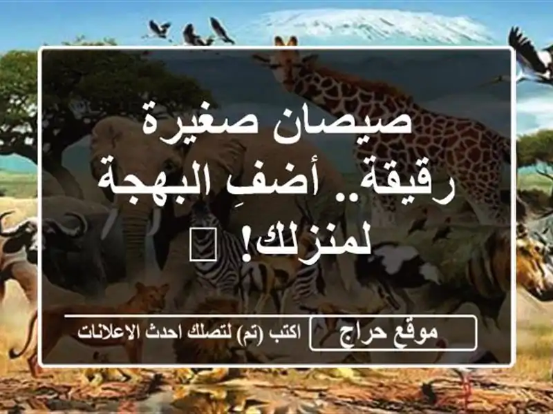 صيصان صغيرة رقيقة.. أضفِ البهجة لمنزلك! 🐣
