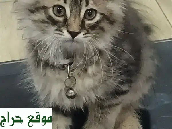 قطة فارسية أنيقة ورائعة للبيع - توصيل مجاني!