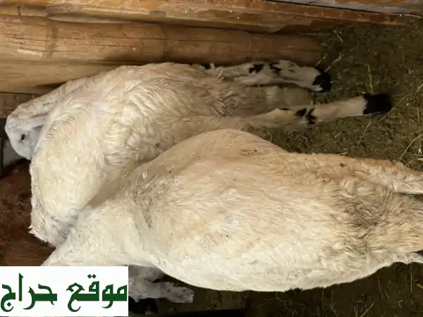 طيور سواكني بيضاء وحمراء صحية ونظيفة - فرصة مميزة!