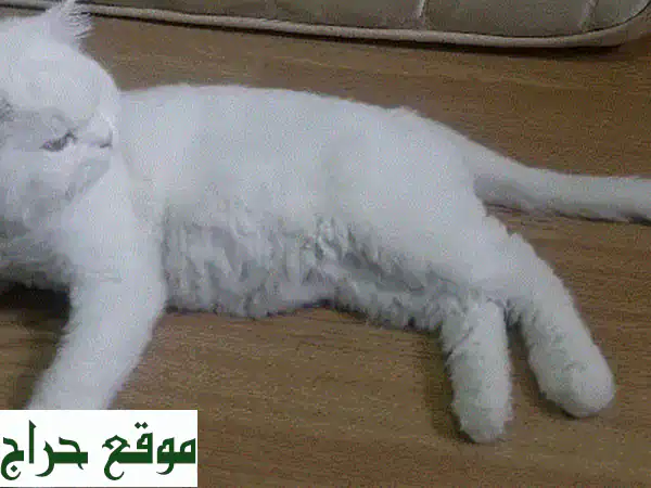 قطة فارسية بيضاء جميلة تبحث عن بيت دافئ ❤️...