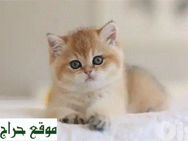 قطة شينشيلا اسكتلندية فولد مستوردة - رفيقة لعائلتك!