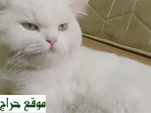 قطة فارسية بيضاء جميلة تبحث عن بيت دافئ ❤️ (مُلقّحة ومدربة على استخدام صندوق الفضلات)
