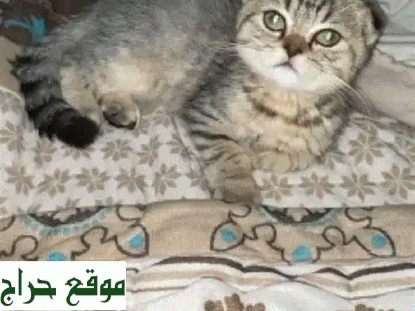 قطة سكوتش فتاة جميلة تبحث عن بيت دافئ! (٨٠ ريال فقط)